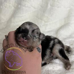 AKC POP - Blue merle male Pomeranian puppy in Watkins Glen, New York from Wicked Spirits Pomeranians