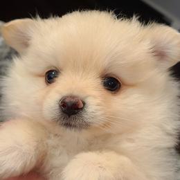 Pomeranian Puppies from Bella Luna Pomeranians