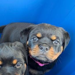 Pink - Black and mahogany female Rottweiler puppy in Preston, Connecticut from Von Turm Hügel Rottweilers