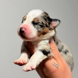 Encore AKC - Blue merle male Australian Shepherd puppy in Polk City, Florida from Skaky Shepherds