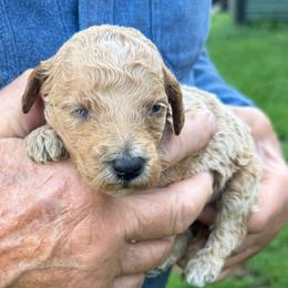 Almond Joy - Apricot female Poodle puppy in St. Johnsbury, Vermont from Poodles of the Northern Woods