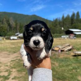 Havarti - Piebald female Dachshund puppy in Rogue River, Oregon from Bear Feet Dachshunds