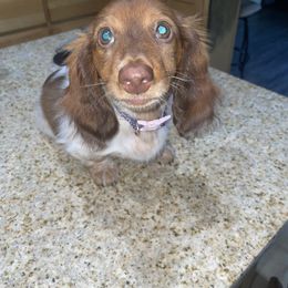 Falyn Skye - Dachshund