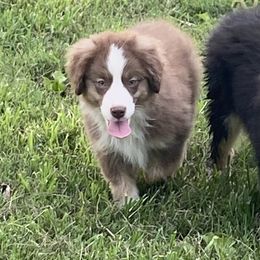 Boy4 - Red tri-color male Miniature American Shepherd puppy in Harmony, North Carolina from Carolina Pride Aussies