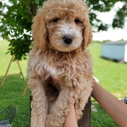 Katie, goldendoodle F1b - Apricot female Goldendoodle puppy in Dickson, Tennessee from Rowan's Rascals
