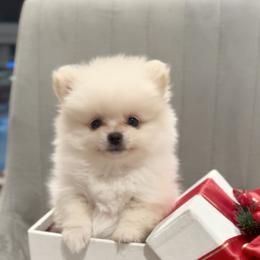 Toy Pomeranian - White male Pomeranian puppy in Glendale, California from Los Angeles Teacup Yorkie