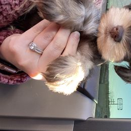 Miniature Schnauzer Puppies from Southern Magnolia Schnauzers