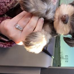 Miniature Schnauzer Puppies from Southern Magnolia Schnauzers
