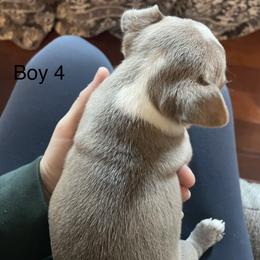 Boy 4 - Lilac male Boston Terrier puppy in Ofallon, Missouri from Lucky 7 Bostons