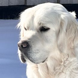 Saba - Golden Retriever