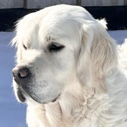 Saba - Golden Retriever