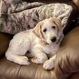 Poodle Puppies from Sunflower Poodles