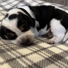 Black Collar - blue ticked - Black tan and bluetick male Beagle puppy in Princeton, Minnesota from Thor’s Beagles & Maha’s Staffy