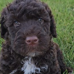 Blue Collar Boy - Portuguese Water Dog puppy from Utah Lake Porties