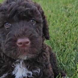 Blue Collar Boy - Portuguese Water Dog puppy from Utah Lake Porties
