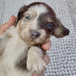 Valentino - Dapple male Dachshund puppy in Vero Beach, Florida from Joseph’s Dachshunds
