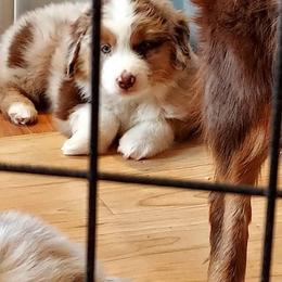 Kodiak (Greenboy) - Red merle male Miniature American Shepherd puppy in Griswold, Connecticut from Flatrock's Mini American Shepherd's