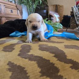 Blue Collar Male - Yellow male Labrador Retriever puppy in La Vernia/San Antonio, Texas from Allure Ranch Labrador Retriever's