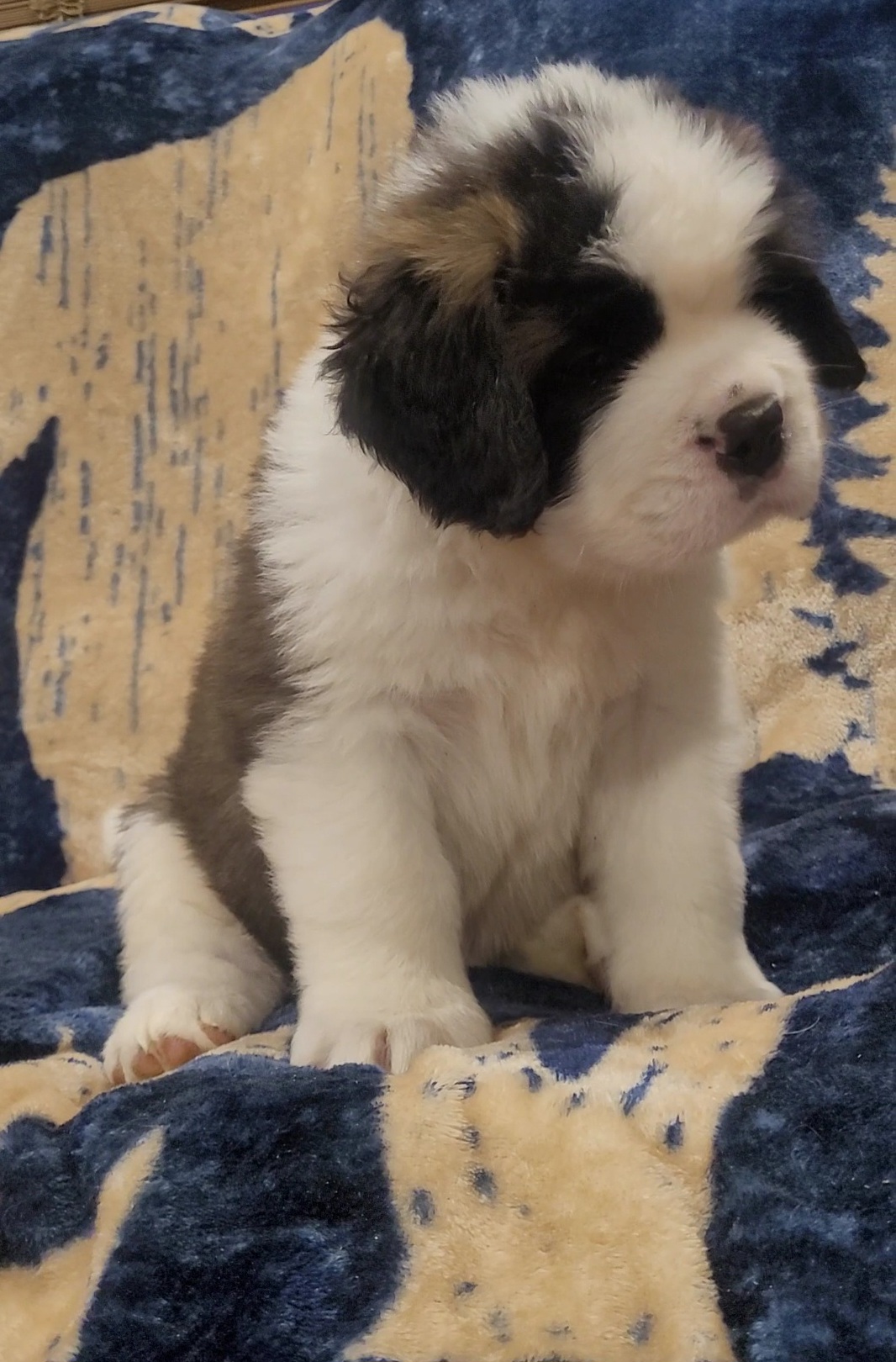 Boy 4 - Brown and white Saint Bernard puppy in Brandon, South Dakota from Split Rock Saints