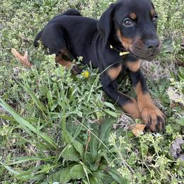 Bert - Yellow Collar - Black and rust male Doberman Pinscher puppy in Powder Springs, Georgia from Elite Dobermans of Atlanta