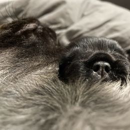 French Bulldog Puppies from Just Us Frenchies