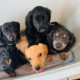 Dachshund Puppies from Davidson's Dachshunds