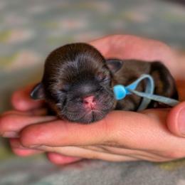Nibblet - Blue Collar - Sable male Shih Tzu puppy in Troy, Ohio from Ever After Tails