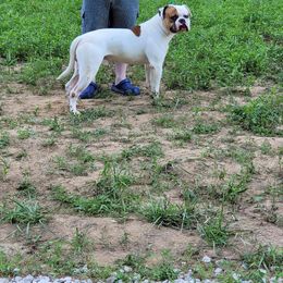 Boy 1 - White American Bulldog puppy in Kentucky from Bloody Creek Kennels