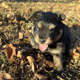Ember - Black female Pomsky puppy in Raymondville, Missouri from Pampered Pomskies