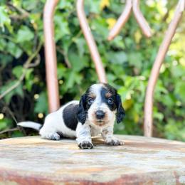 Coral (loves to play) - Piebald female Dachshund puppy in Salters, South Carolina from Long-Pine Dachshund