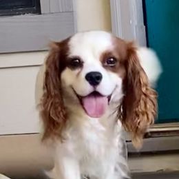 Lilo - Cavalier King Charles Spaniel