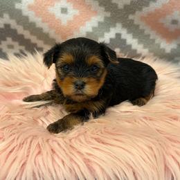 Chloe TEACUP - Black and tan female Yorkshire Terrier puppy in Monticello, Iowa from Ashley’s Puppies