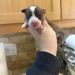 Onix - White and red male Pembroke Welsh Corgi puppy in Red Bluff, California from Wilder Ranch Corgis