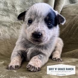Astra - Blue speckled female Australian Cattle Dog puppy in Atwood, Kansas from Grit ‘n’ Grace Ranch