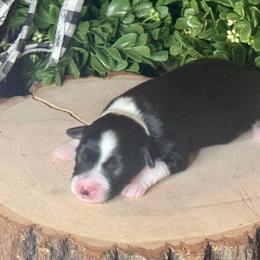 Onyx - Black tri female Miniature Australian Shepherd puppy in California from Eagle River Aussies