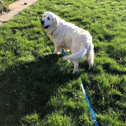 Golden Retriever Puppies from West Coast Cream Goldens