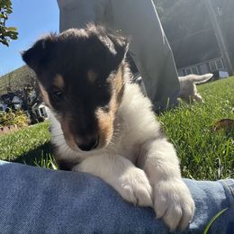 Collie and Yorkshire Terrier Puppies from Jolly Collies & Kingdom Elite Yorkshire Terriers