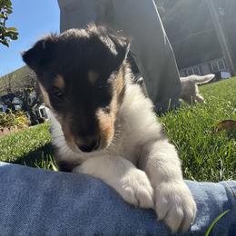 Collie and Yorkshire Terrier Puppies from Jolly Collies & Kingdom Elite Yorkshire Terriers