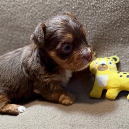 Lincoln - Chocolate, tan and white male Yorkshire Terrier puppy in Paris, Tennessee from Nolan’s Yorkie Farm