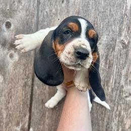 Tom - Black tan and white male Basset Hound puppy in Clinton, Tennessee from High Hopes Hounds