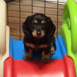 Dachshund Puppies from Foley Dachshunds