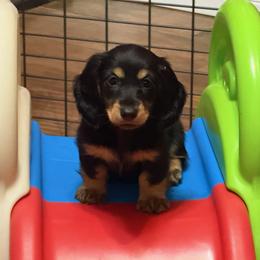 Dachshund Puppies from Foley Dachshunds