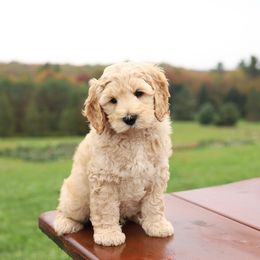 Red - Cream male Australian Labradoodle puppy in Williamstown, New York from Lewis Manor Labradoodles