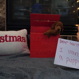 Poodle Puppies from Sunset Standard Poodles