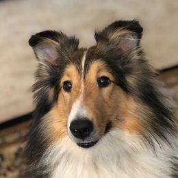 Seaira - Shetland Sheepdog
