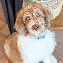 Patriot - Chocolate male Labradoodle puppy in Snowflake, Arizona from Az Mountain Doodles