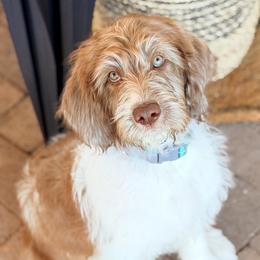 Patriot - Chocolate male Labradoodle puppy in Snowflake, Arizona from Az Mountain Doodles