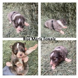 Girl 4 - Australian Shepherd puppy in Otis, Oregon from Heritage Hill Aussies