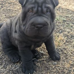 Eihpos Blackberry - Black male Chinese Shar-Pei puppy in Roseburg, Oregon from Eihpos Shar-Pei
