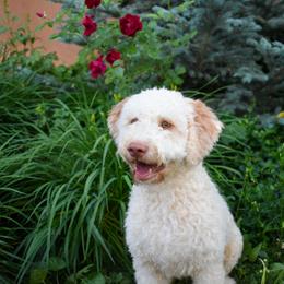 Paula  - Lagotto Romagnolo